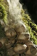 1125 Puffball releasing spores when hit by raindrops